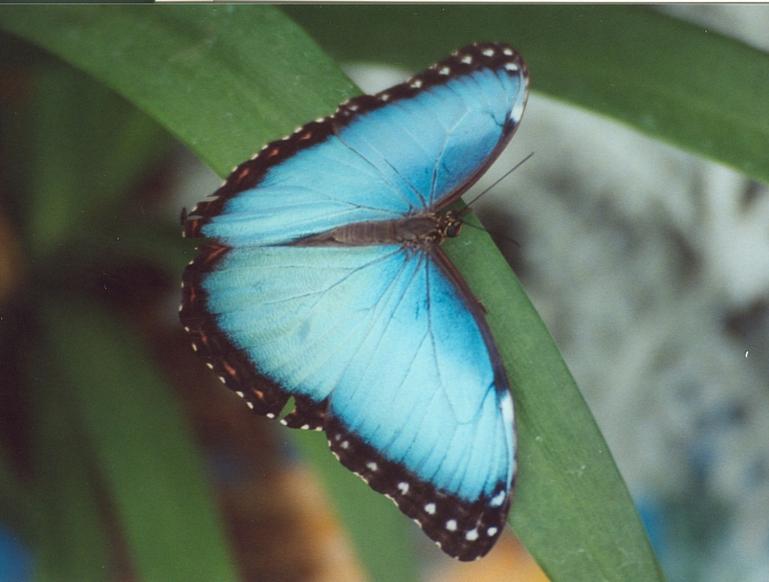 Butterfly002