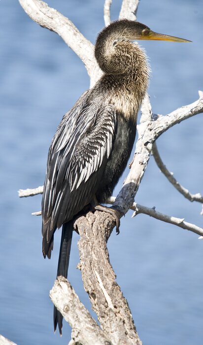 Anhinga_1476835658