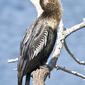 Anhinga_1476835658