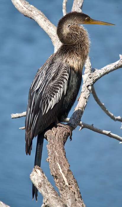 Anhinga