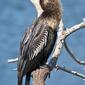 Anhinga