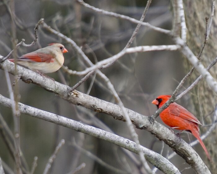 Cardinals