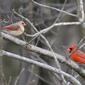 Cardinals