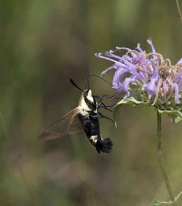 Hummingbird-Moth