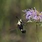 Hummingbird-Moth