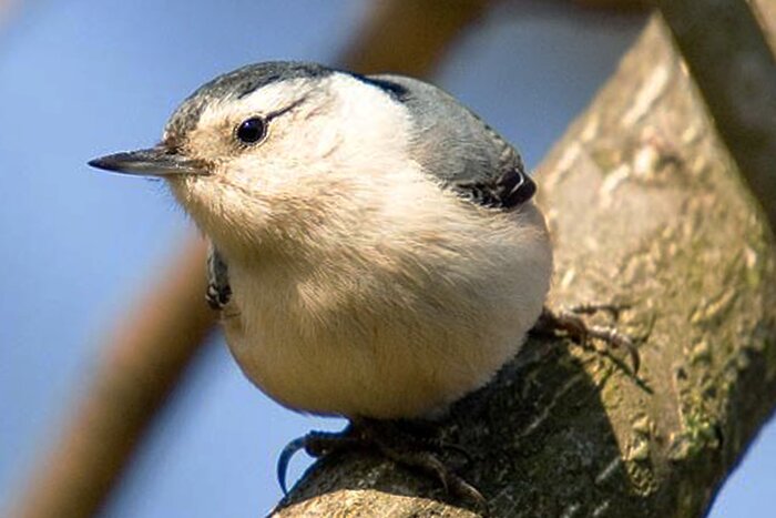 Nuthatch2-copy