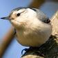 Nuthatch2-copy