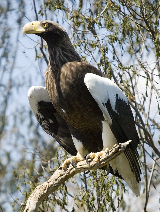 Sea-Eagle-Starrettlowres