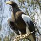 Sea-Eagle-Starrettlowres