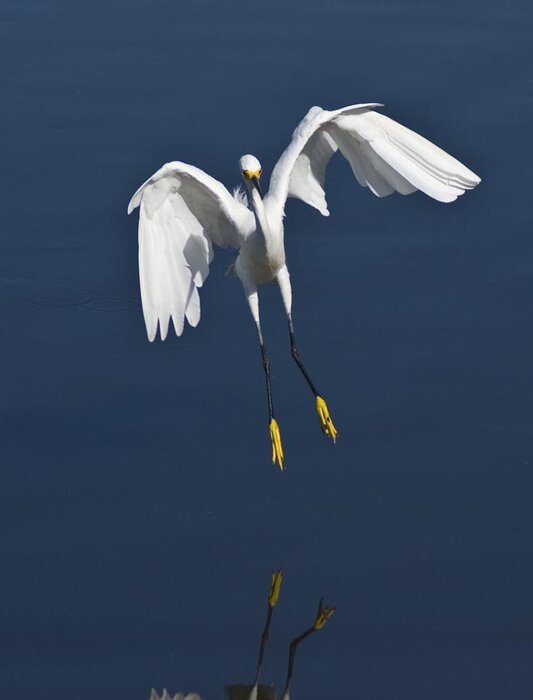 Snowy-Egret-Landing