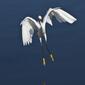 Snowy-Egret-Landing