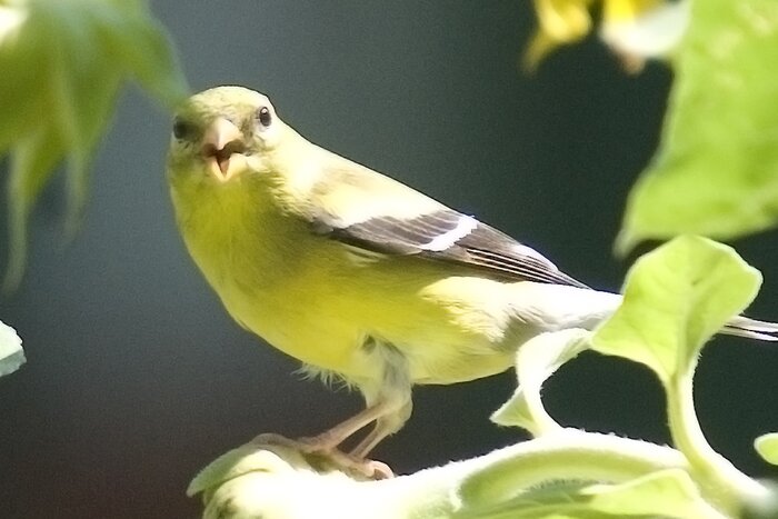 YellowFinch1-copy