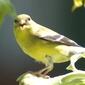 YellowFinch1-copy