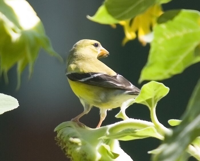 YellowFinch2