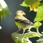 YellowFinch2