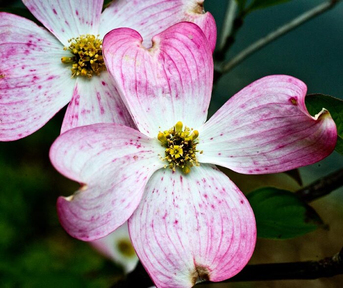 Dogwood