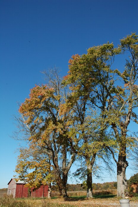 NewHopeTrees