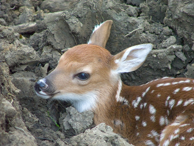 Fawn001